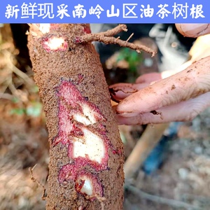 山涧小铺新鲜现采天然农产品食用茶子树油茶树根茶树叶干货中药材