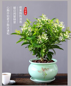 千里香盆栽九里香浓香四季室内植物花卉带花苞树苗千里眼盆景绿植