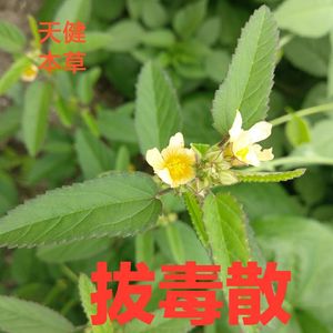 拔毒散中药材白背黄花稔黄花母王不留行小拔毒妈妈多小黄药500克