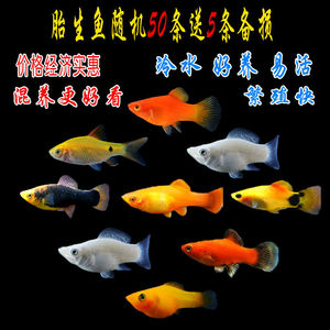 胎生鱼凤尾黑玛丽小型金球玛丽皮球热带鱼观赏鱼宠物鱼凤尾冷水
