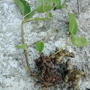 进口代内食庭院菜农植物藤三养心阳台盆栽苗种土田七植物苗带特价