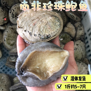 鲜活野生珍珠鲍南非特产孔雀鲍进口海鲜翡翠鲍8头鲍鱼500g