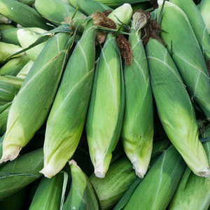 山东玉米老玉米新鲜笨玉米老玉米棒子糯玉米新鲜现摘5斤包邮整箱