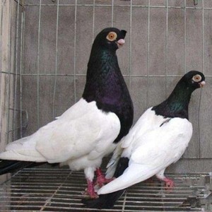 出售活体鸽子观赏鸽两头乌两头红种鸽青年一对