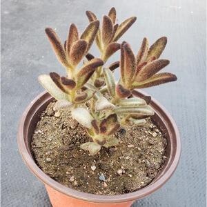 孙悟空兔耳多肉