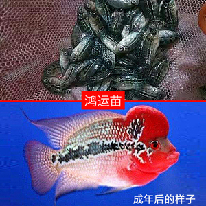 罗汉鱼苗红马骝起头金花活体热带鱼观赏鱼泰国进口金花鸿运红德萨