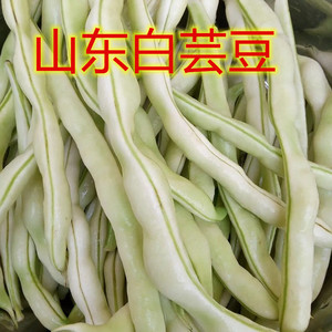 山东白芸豆