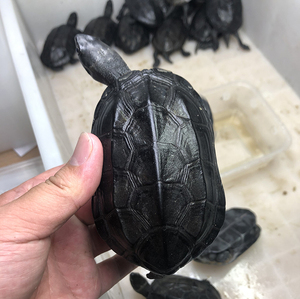 墨龟顶墨龟墨龟 全墨龟苗 纯种墨龟 顶墨中华墨龟苗 纯种 全黑小