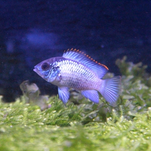 翡翠凤凰鱼活体群游凶猛淡水南美短慈鲷鱼苗好养易活热带观赏鱼y