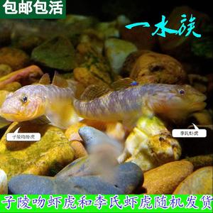 a子陵吻虾虎李氏虾虎鱼淡水原生溪水小鱼观赏鱼水族底层鱼活体鱼a