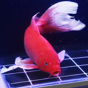 黄金龙凤观赏鱼冷水锦鲤活体小鱼苗淡水白金龙凤锦鲤长尾招财金y