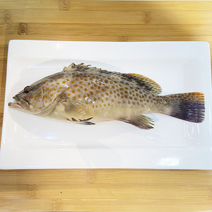 海钓芝麻斑石斑鱼鲜活大广西北海海鲜水产刺身可冰鲜冷冻发货顺丰