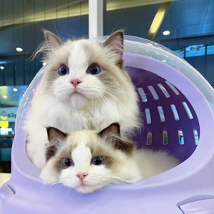 布偶猫幼崽活物