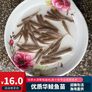 桂华鲮鱼苗新品沉香鱼青衣鱼稀有淡水原生冷水底层观赏清洁活体
