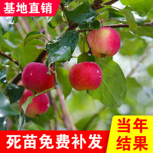 百仙花家居专营店天猫东北大山楂树苗磨盘山楂苗北方果树苗嫁接苗