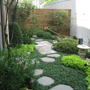 玉龙草矮麦冬草