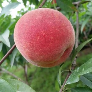 深州大蜜桃河北衡水蜜桃正宗桃水蜜桃水密桃子孕妇老人新鲜水果正
