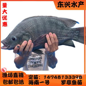 001人付款淘宝罗非鱼苗 海南一号全雄性脆肉罗飞鱼单性鱼 淡水鱼生长