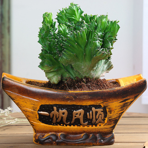 麒麟植物玉麒麟