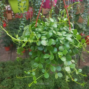 吊兰 钱多多 室内花卉盆栽爱之蔓锦多肉植物 吊金钱串钱藤包邮