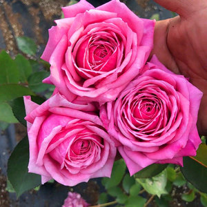 浓香大花月季花苗盆栽结爱四季开花庭院阳台花卉植物好养玫瑰盆栽