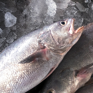 舟山深海米鱼新鲜冷冻海鲜鮸鱼敏鱼海捕鲜活水产生鲜特产 鳘鱼3条