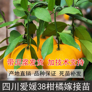 四川爱媛38号树苗爱媛38号苗爱媛38号果冻橙苗爱媛38红美人柑橘苗