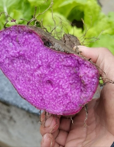 正宗紫色紫玉淮山怀山药非铁棍山药脚板大毛薯預药食同源食品蔬菜