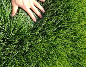 长镰草种子 响铃草 墓地草坪种子坟地草籽 四季青草籽 坟头草