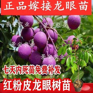 新品种紫皮龙眼苗石硖龙眼储良龙眼嫁接苗无核红皮龙眼树当年结果