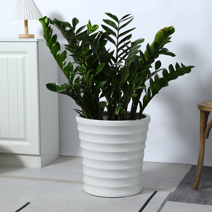 特大号陶瓷花盆简约白色螺纹阳台庭院发财树散花葵金钱树花盆特价
