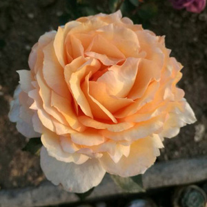 青清芸 根接伊芙月季系列 金伯爵 实生根接花苗大花浓香四季开花