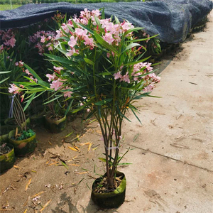 夹竹桃花树苗庭院耐寒盆栽四季常青篱笆当年开花植物盆栽夹竹桃树