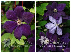 黑皮肤美女铁线莲