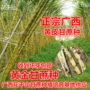 30根每根4到7芽正宗广西黄皮甘蔗种子黄金甘蔗种籽种苗青皮甘蔗苗