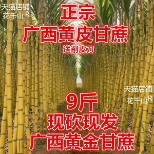 当季9斤黄金甘蔗现砍现发正宗广西黄皮甘蔗云南青皮广东陶山绿皮