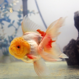 原种泰狮金鱼活体纯红狮头水族精品观赏鱼宠物鱼淡水鱼苗包邮包活