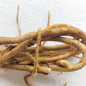 贵州深山新鲜刺老芽树根树刺老芽树皮现采新鲜中药材天然树根宝贝