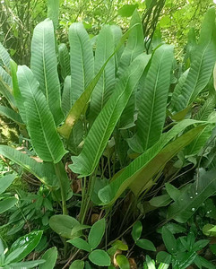 新鲜石韦大石韦光板石韦庐山石韦石剑石皮石背柳石兰金星草牛舌草