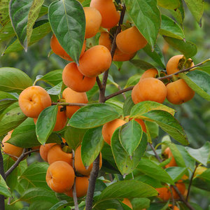 君迁子树苗软枣苗黑枣野柿子嫁接不带土砧木苗实生苗南方北方种植