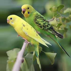 虎皮鹦鹉玄凤云斑鹦鹉鸟活物情侣大型会说话鹦鹉宠物活体鹦鹉活鸟