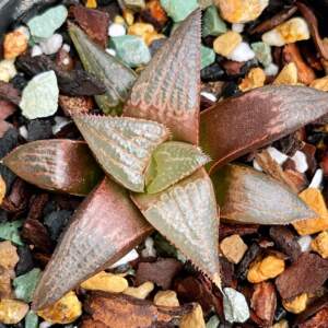 火烈鸟寿十二卷芭堤雅系十二卷多肉火烈鸟4cm 只要9.9全店