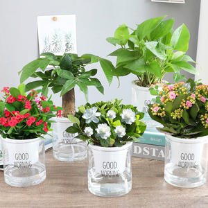 鲜花盆栽适合室内好看又好养的花春天开花的花卉卧室的书房植物.