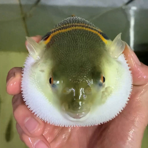 宠物河豚鱼