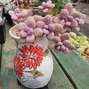 精品老桩桃蛋桃美人特价多肉植物原土原盆多头办公室盆栽包邮