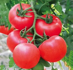 有机西红柿番茄山东番茄寿光蔬菜基地直售