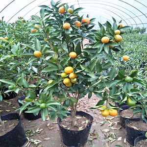 脆皮金桔盆栽可食用带果带土盆栽阳台室外脆蜜橘子树苗南北方种植