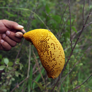 彝客云南野生小挂蜜天然深山纯正小草蜂排蜜蜂巢蜜嚼着吃非土蜂蜜