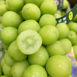 日本进口品种阳光玫瑰葡萄香印青提子新鲜高档送礼用水果晴王超甜