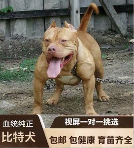 纯种比特犬幼犬活体大型巨型比特犬猎犬斗狗看家护院狗斗架狗